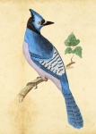 Bird Vintage Painting
