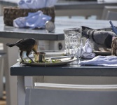 Birds Ravaging A Table