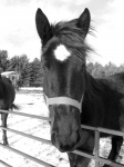 Portret czarnego konia