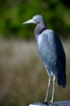 Błękitny Egret