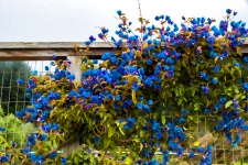 Kék virágok a kerítésen