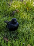 Brewer's Blackbird In The Grass