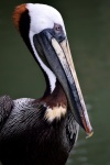 Pelicano Marrom