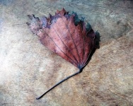 Brown tropical Autumn leaf