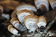 Brown Turkey-tail Fungus Close-up