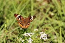 Buckeye Butterfly sur des fleurs blanche