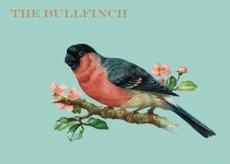 Bullfinch Vintage malba
