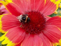 Bumblebee em uma flor