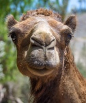 Retrato de camello