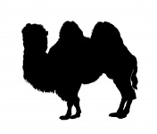 Clipart de chameau Silhouette