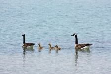 Canada Geese and Goslings Swimming