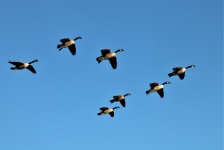 Canadese ganzen tijdens de vlucht