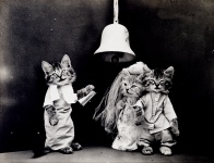 Matrimonio vintage vestito di gatto