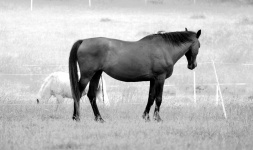 Cavalo sozinho no Prado