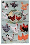 Cartel del vintage de las razas del poll
