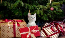 Karácsonyi macska
