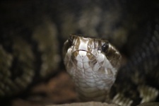 Dichtbij uitzicht op een slang