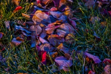 Colorful Leaf Background