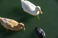 Coot and Domestic Ducks