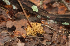 Coral Fungi In Fall