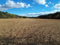 Kukuřičné pole po sklizni