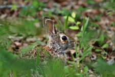 Cottontail Rabbit Hiding in Grass