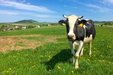 Vaca em um prado