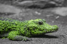 Crocodilo em algas