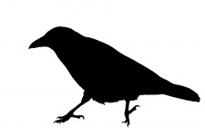 Corvo, silhueta de pássaro Clipart