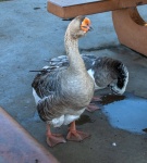 Curious Goose