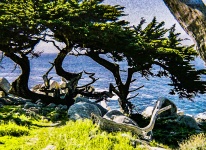 Cypress Trees och Ocean