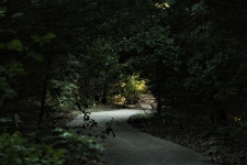 Tmavá chodník v lese
