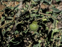 Datura Inoxia Downy Thorn Apple