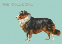 Dog Collie Vintage Painting