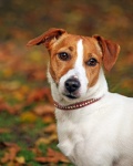 Hond Jack Russell Terrier
