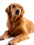 Dog Painting Golden Retriever