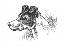 Dog, Terrier Drawing