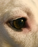 プロフィールの犬の目