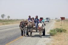 在博茨瓦纳的道路上的驴车
