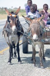Donkeys pulling a donkey cart