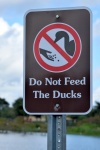 No alimentar a los patos