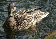 Duck In The Pond