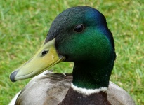 Closeup de cabeça de patos