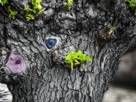 Gesicht in einem Baum
