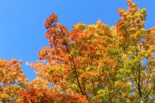 Fall Culori