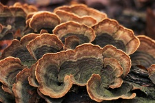 False Turkey Tail Fungi Close-up