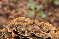 False Turkey Tail Fungus Close-up
