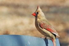 Femeia Cardinal Bird Close-up