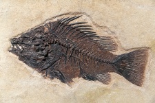 Poisson fossile