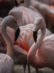 Фламинго Животный Фон Вертикальный